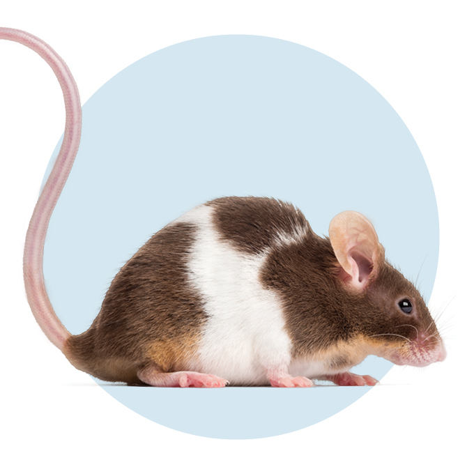 A photograph of a mouse