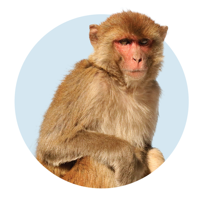 A photograph of a rhesus macaque