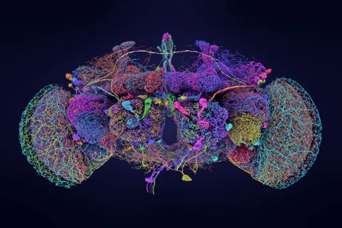 A fruit fly brain contains pink, purple, red, green and blue cells, all of which send thin tendrils of color around the brain. The colorful brain is on a black background.