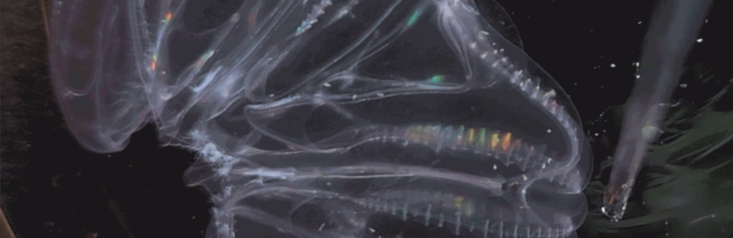 A looping animation of two transparent sea creatures, fused together, both contracting when prodded with a thin rod.