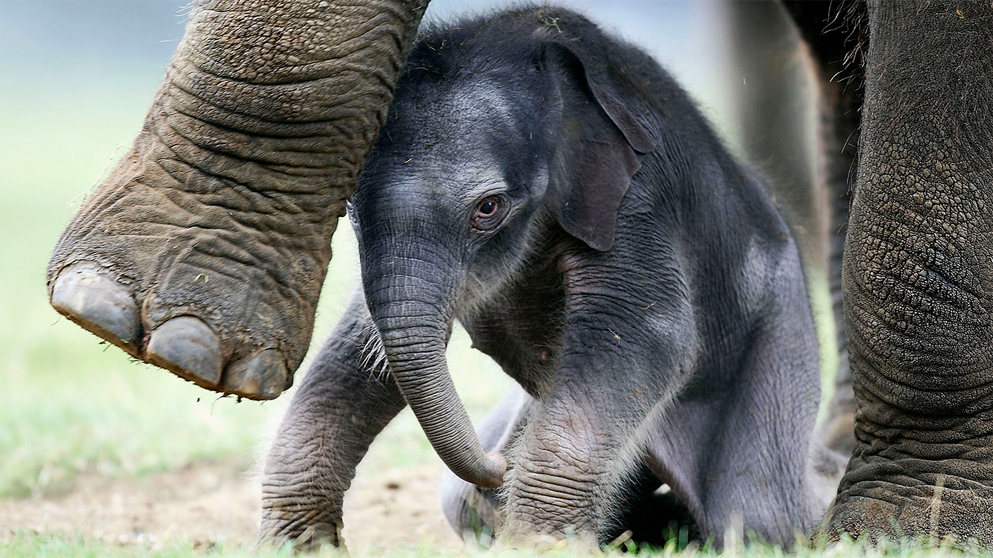 ワイドスラックス the elephant orimi sullen hype To tell a right-trunked elephant from a lefty, check the wrinkles