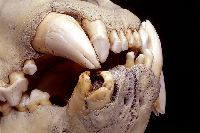 A close-up of the damaged teeth of a notorious 19th century lion. One lower tooth has a gaping cavity.