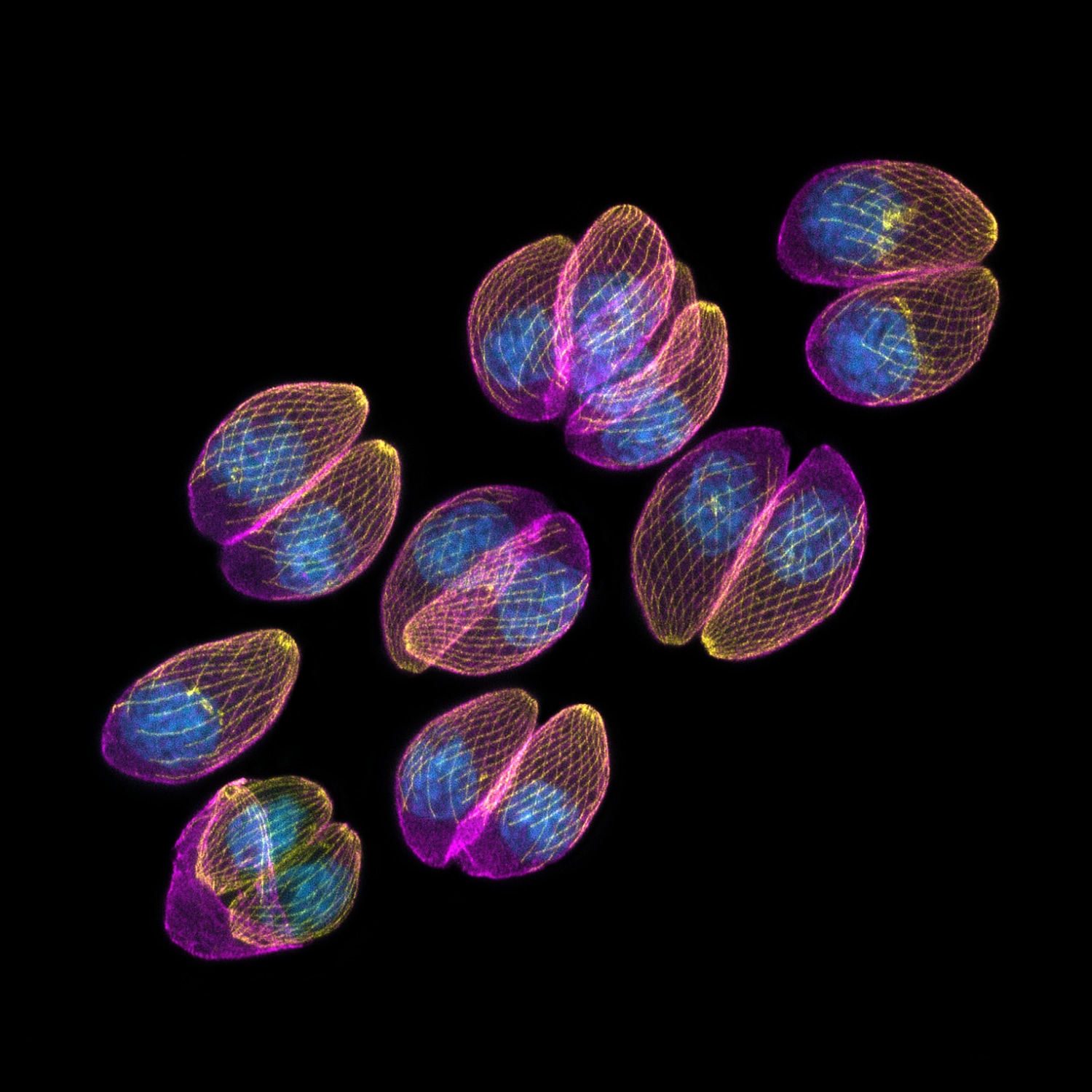 Eight multicolored coffee bean-like shapes covered in what appear to be mesh sit on a dark background