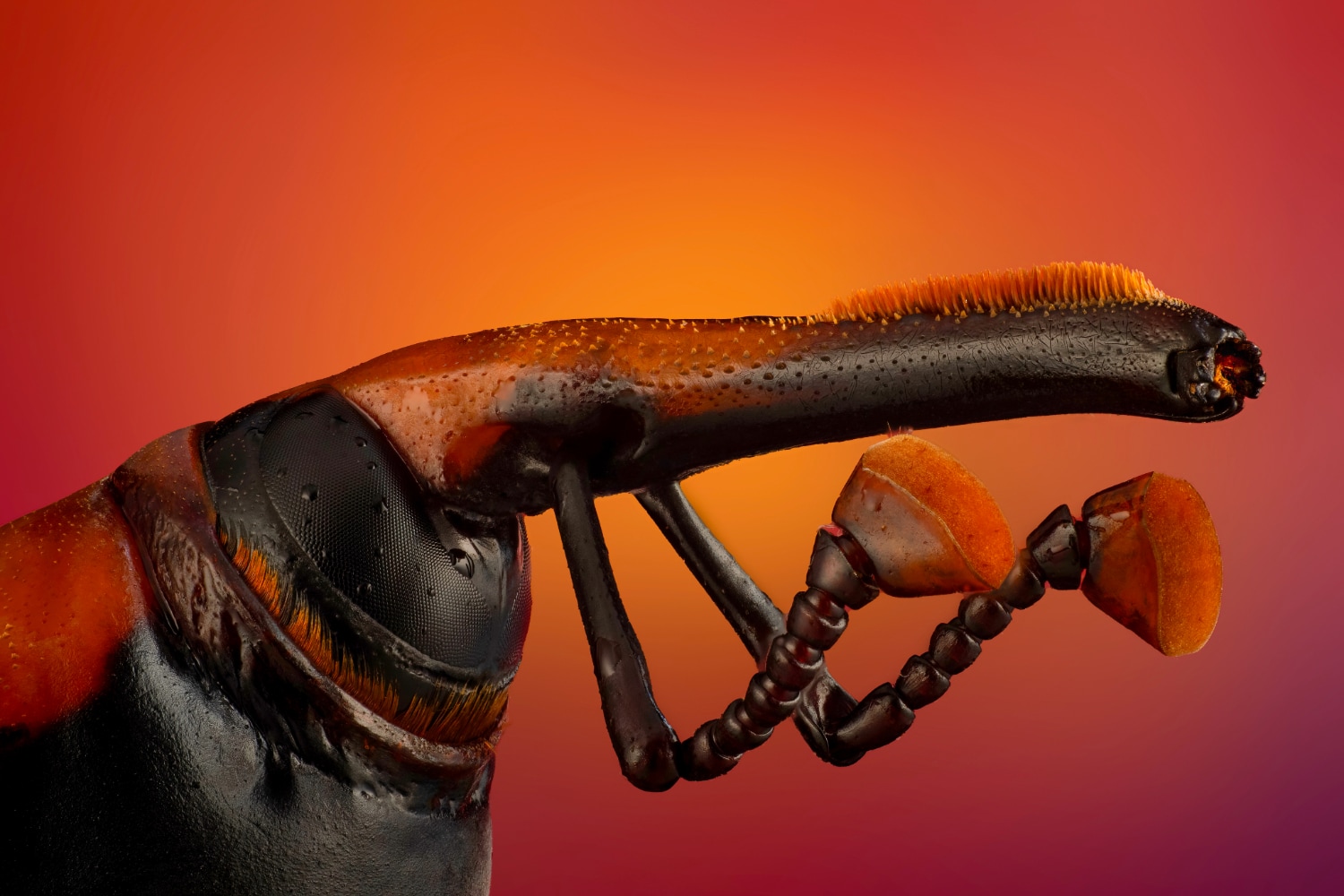 A long black and orange rodlike protrusion juts out from a bulbous dark body. The protrusion has two antennae that resemble a boxers arm at the ready.