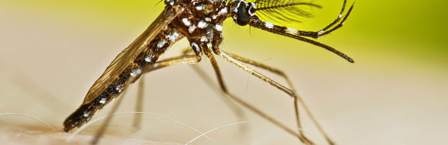 A male mosquito is seen in profile against a lime green background.