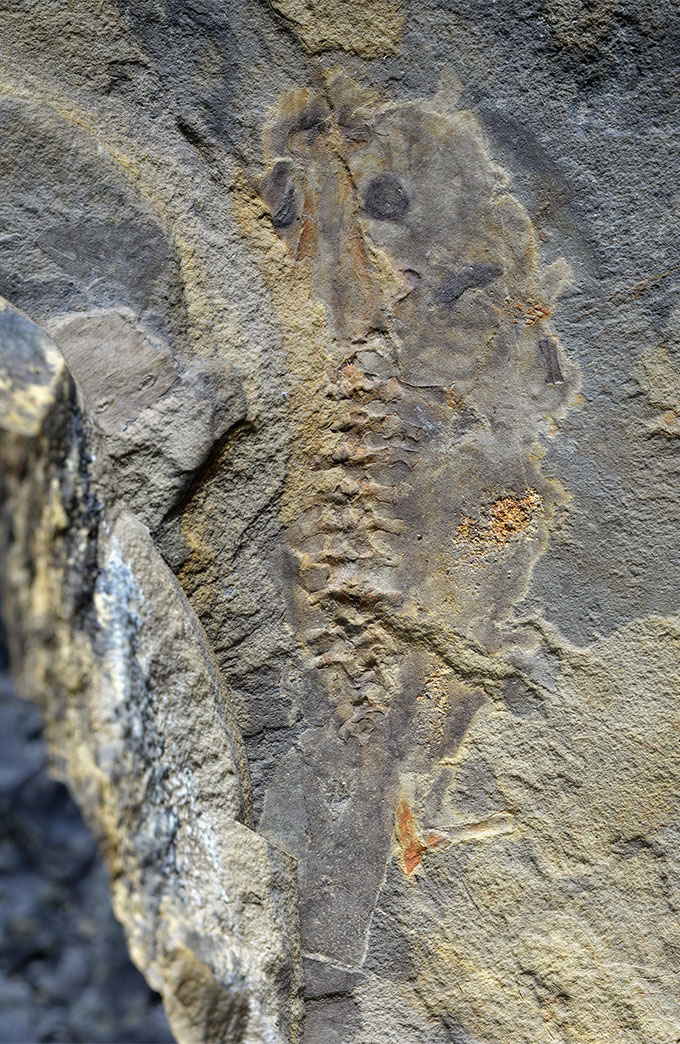 A fossilized shape of a tadpole in rock, with noticeable edges and spinal imprint.