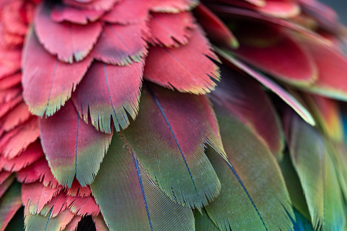 This image shows a close up of vibrant red and green feathers of the scarlet macaw (Ara macao).