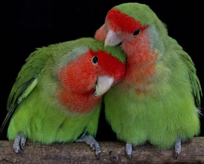 Two green parrots with red faces perch on a branch. One is picking at the feathers on the head of its companion.
