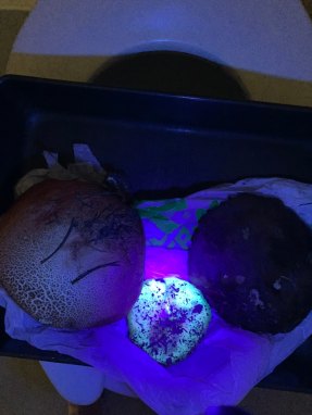 Three round mushrooms rest on cloth that appears purple under UV light. The middle mushroom glows an eerie green.