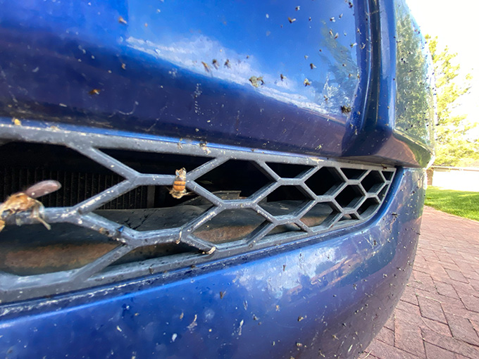 This closeup of a blue car's bumper and grill area shows it plastered with smooshed insects including two clearly identifiable bees.