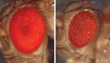 In two side-by-side images, the one on the left looks bigger, brighter and redder; the one on the right looks shrunken and crustier. A genetic mutation that causes a rare disease in people made the eye on the right look odd.
