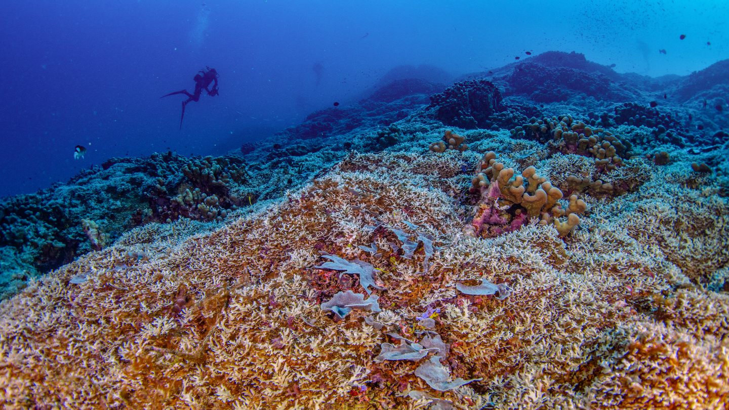 Coralꪔ̤̫ WWC GRAFTED MONTIPORA CAP – Jason Fox Signature Corals
