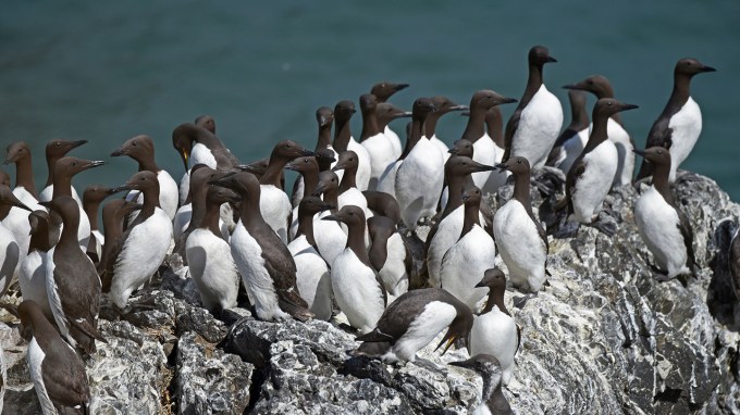 A group of black and white murre seabirds gather on a rock