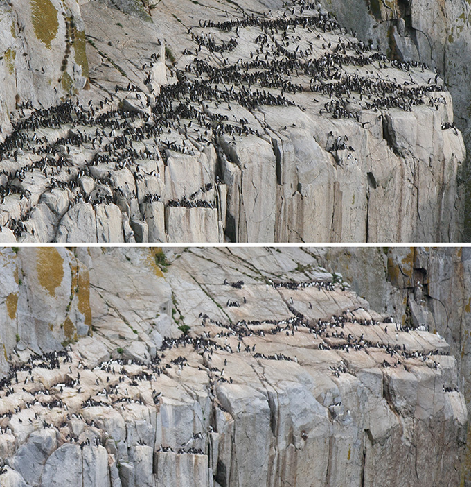 Two photos of one ocean rock outcropping, the top covered in birds and the bottom mostly empty