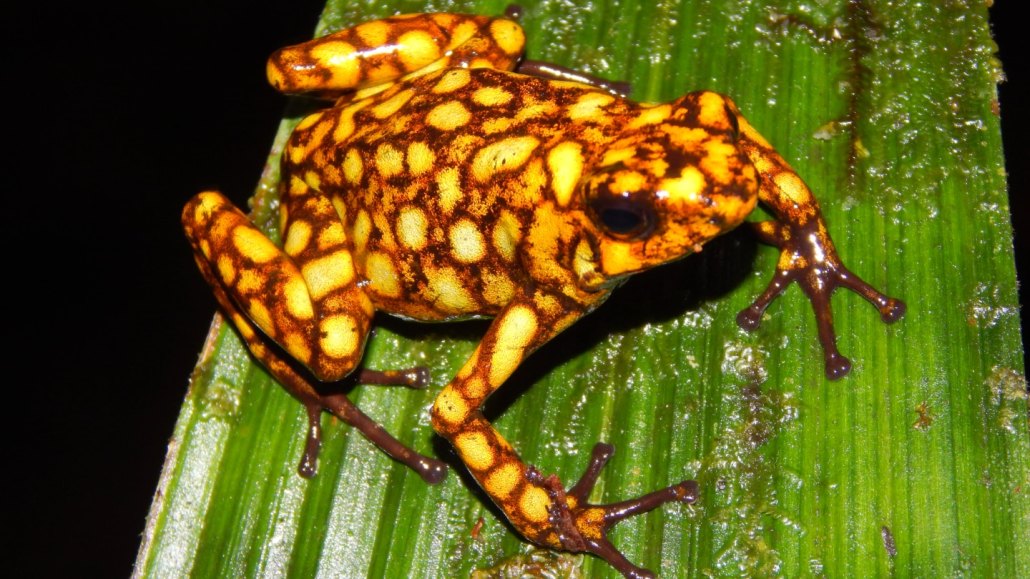 poison dart frog