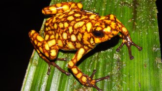 poison dart frog
