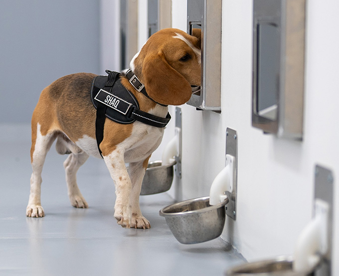 A brown and white beagle wears a harness with the label 'SHAQ.' The beagle is sticking its nose into a small metal odor dispenser that's built into a wall.