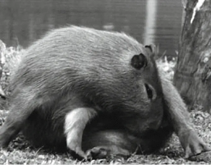 A capybara twists to lick its nether regions.