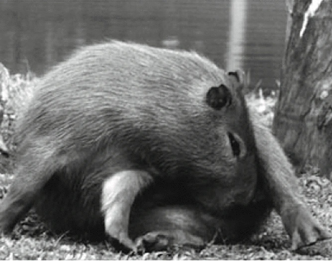 A capybara twists to lick its nether regions.