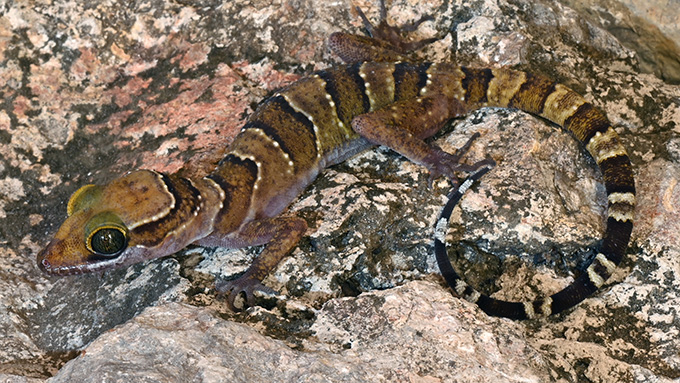 A gecko from the Cyrtodactylus genus