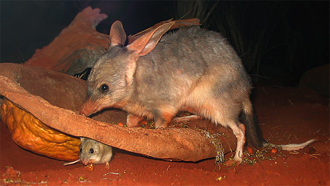 This rabbitlike bilby, pictured at a zoo with a tiny mouse nearby, doesn't resemble its newfound cousin, the subterranean marsupial mole.