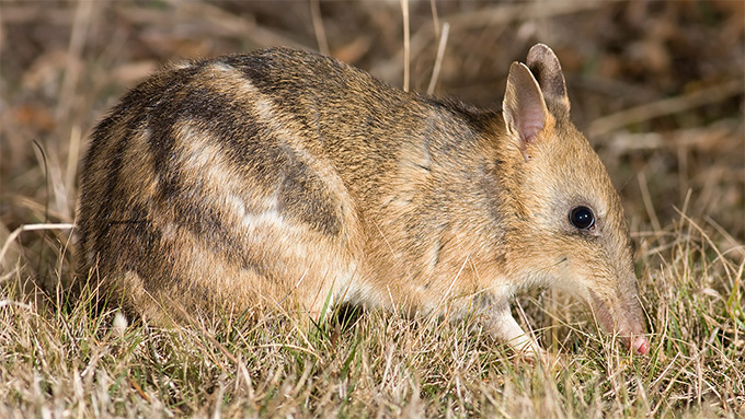 A shrewlike eastern barred bandicoot crouches in the grasses in broad daylight. With its long pointy nose, dark eyes and perky ears, it doesn't look very similar to its cousin, the marsupial mole.