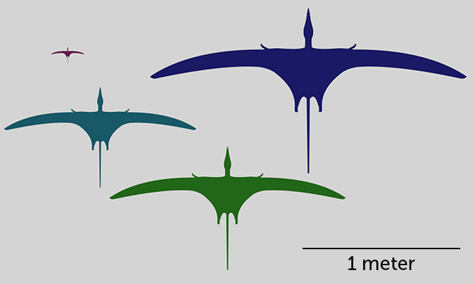 pterosaur drawings