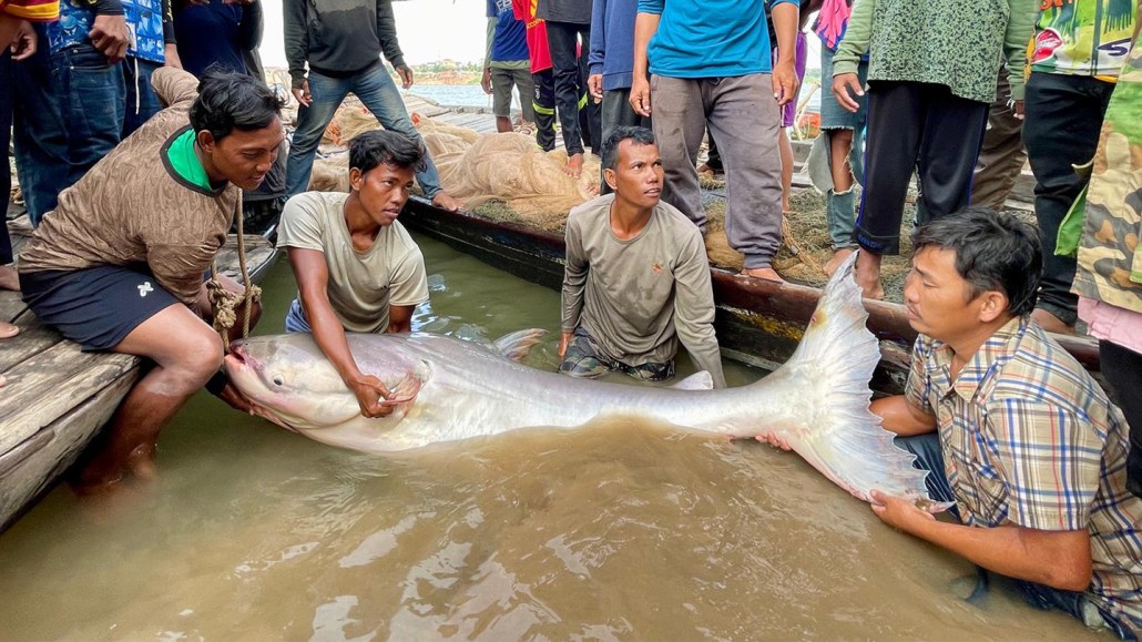 Four men are in the water with a Mekong giant catfish, a rare giant migratory fish that they are tagging before releasing it. You can see the legs of a crowd of people standing on the docks.