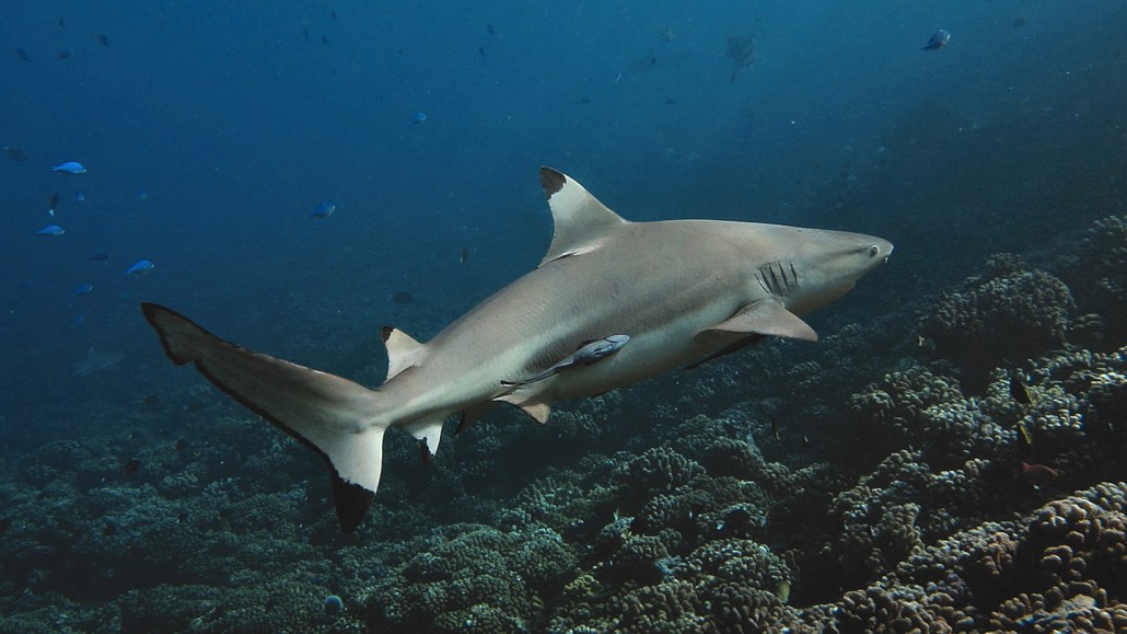 A blacktip reef shark swims over a reef