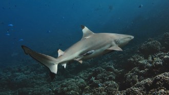 A blacktip reef shark swims over a reef