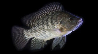Side view of a Nile tilapia swimming in front of a black background. The fish is light gray with dark gray stripes.