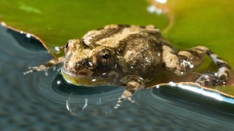 Close-up photo of a cricket frog lying on a lily pad with its head and front legs extended into the water.
