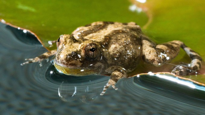 Close-up photo of a cricket frog lying on a lily pad with its head and front legs extended into the water.
