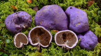 This photo shows four intact purple lumps and three that are halved open to reveal the interior of trufflelike fungi. A DNA analysis of the ancient poop of now-extinct moa reveals that the giant flightless birds ate these kind of fungi.