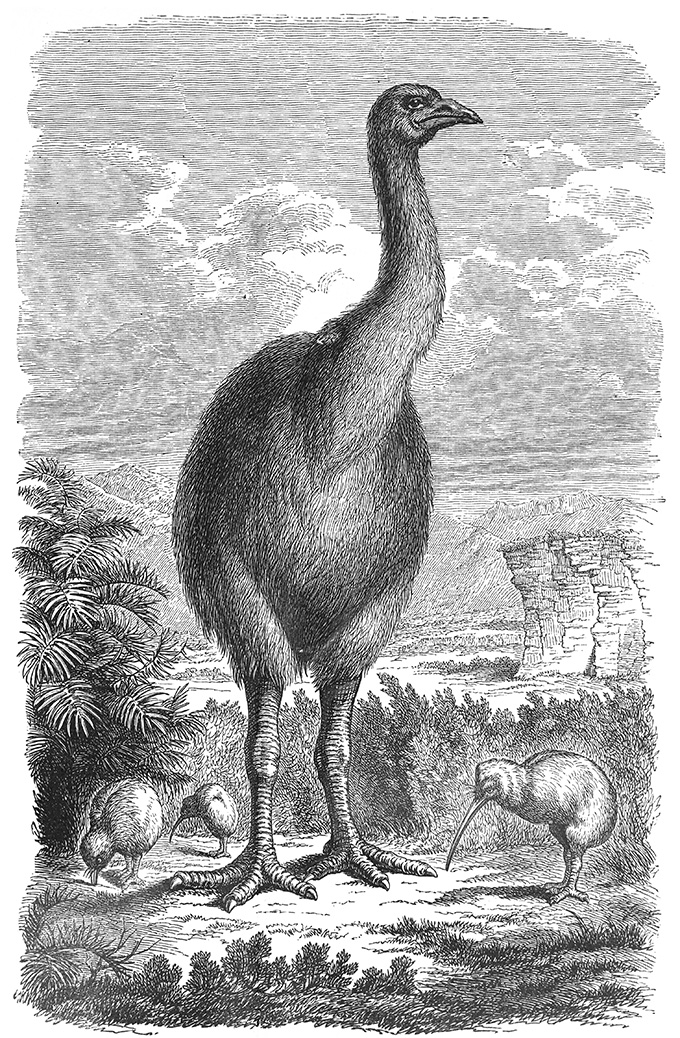 This black-and-white drawing shows a now-extinct large flightless bird from New Zealand called a moa towering over some smaller birds and nearby vegetation.