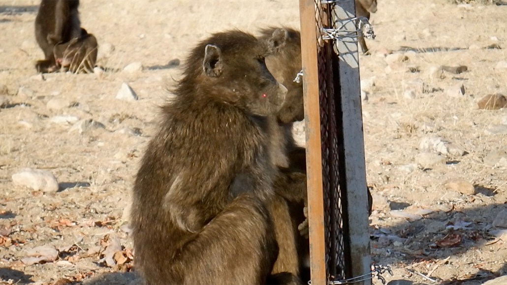 A baboon with a laser dot on its face stares into a mirror staked into the ground in the wild. Another baboon sits besides it.