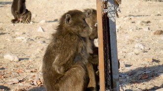 A baboon with a laser dot on its face stares into a mirror staked into the ground in the wild. Another baboon sits besides it.