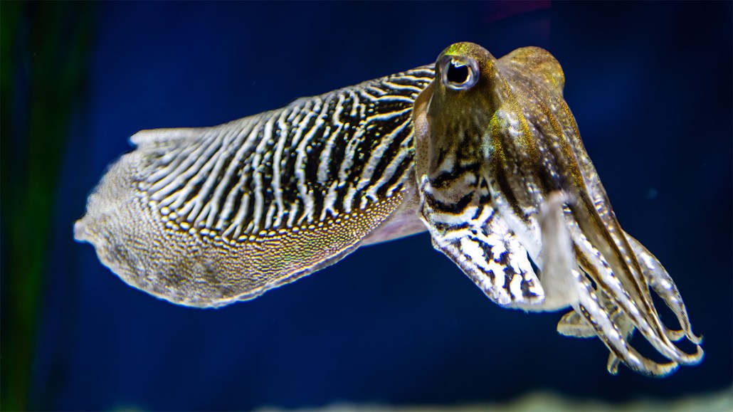 Image of a common cuttlefish, which has a an elongated bulbous body with zebra-like stripes. Tentacles extend from its face.