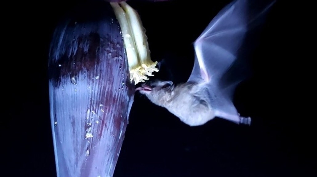 A hovering bat sticks out its tongue to touch a flower