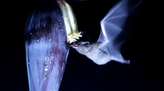 A hovering bat sticks out its tongue to touch a flower