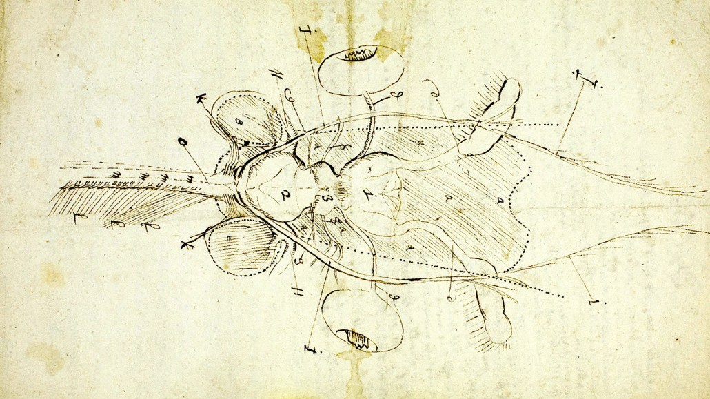 A sepia-toned hand drawing of a bee's brain. It is labeled with various letters and numbers.
