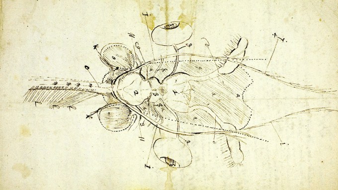 A sepia-toned hand drawing of a bee's brain. It is labeled with various letters and numbers.