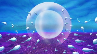 A predominately blue and purple illustration of dozens of sperm swimming towards a translucent shield around an egg