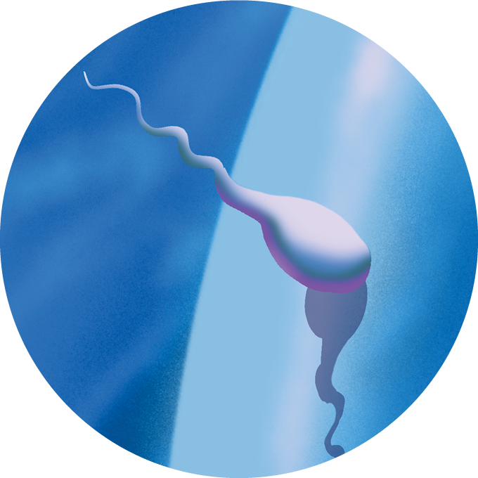 A circular illustration of a sperm touching being blocked from an egg