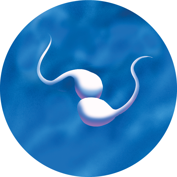 A circular illustration of two sperm running into each other while swimming in opposite directions