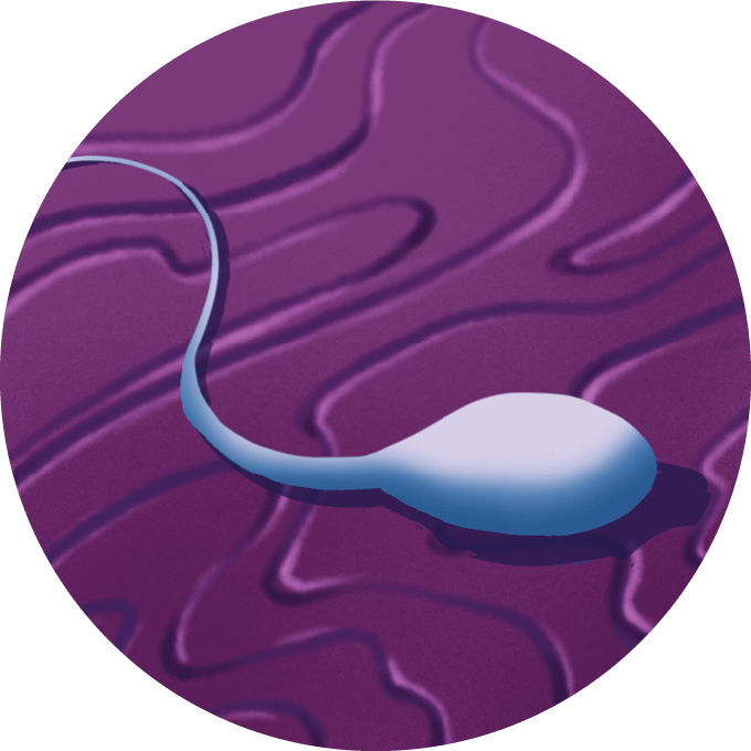 A circular illustration of a sperm resting