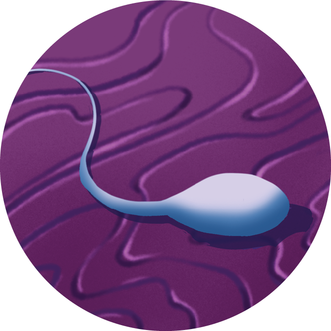A circular illustration of a sperm resting