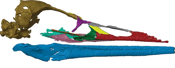 A digital reconstruction of a new fossil skull thought to belong to Vegavis iaai.