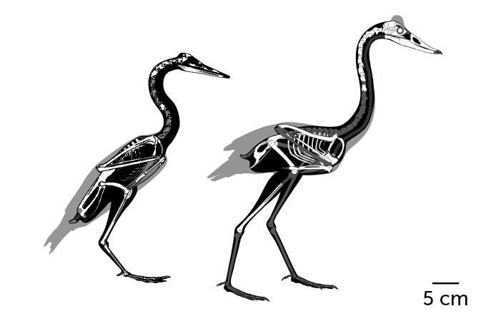 The reconstructed skeletons of Vegavis iaai and of Conflicto antarcticus.