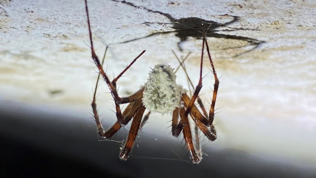 An upside-down spider with its body covered in a fuzzy white fungus.
